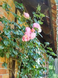 Rosen am Bauernhaus